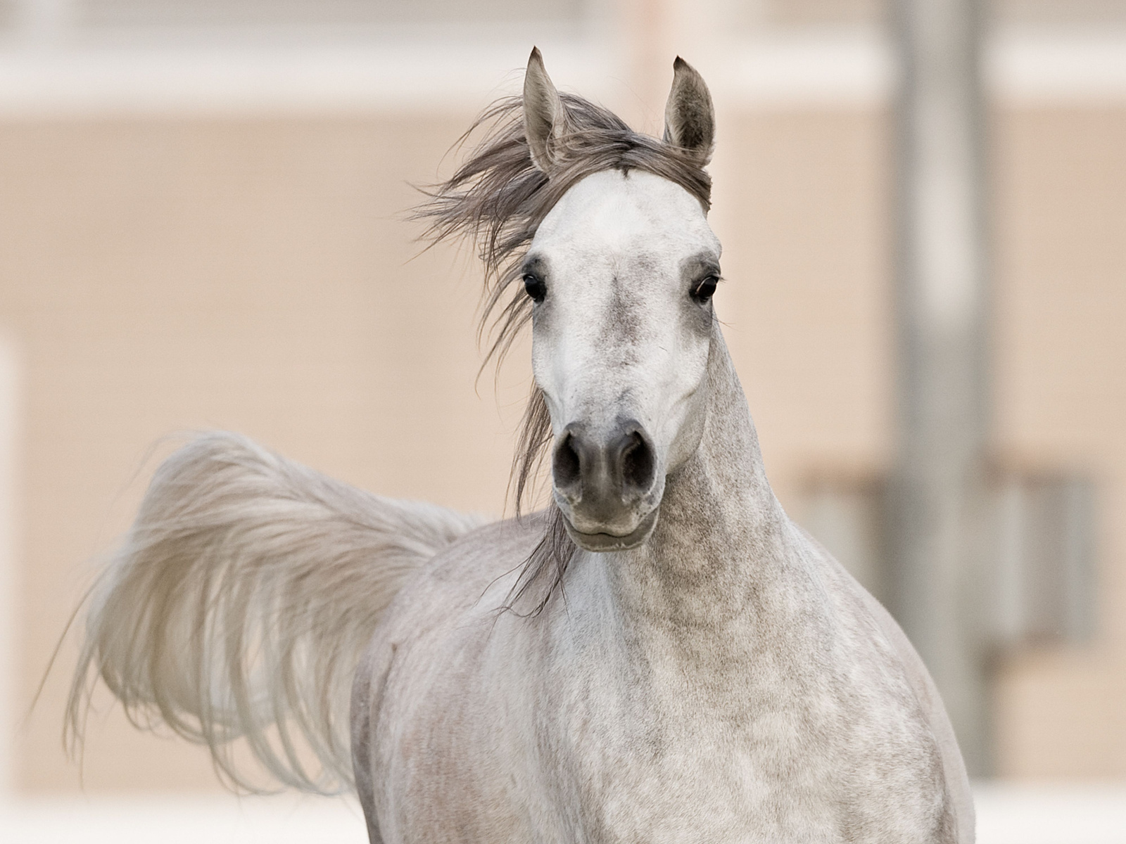 Arabian horse beautiful arabian horse